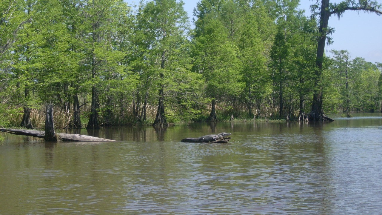 gator-on-10-mile-creek-4-nps-gov.jpeg